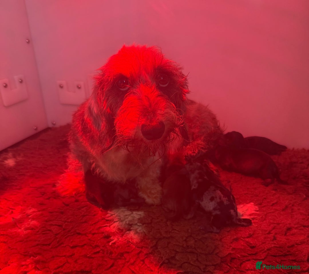 Miniature Dachshund dogs for sale: Stunning miniature wire haired dachshunds  - Image 7