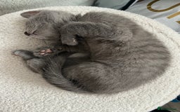 Russian Blue cats for sale: Russian blue girl for sale! - Image 4