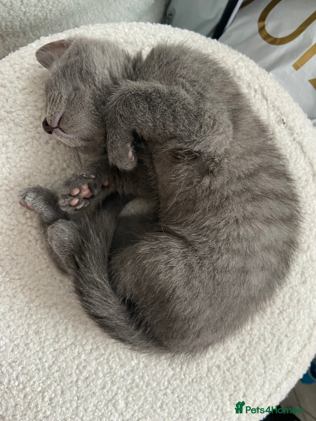 Russian Blue cats for sale: Russian blue girl for sale! - Image 4