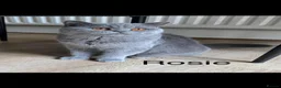 British Shorthair cats for sale: GCCF ACTIVE BSH QUEEN & 14 MONTH BABIES FOR SALE - Advert 2