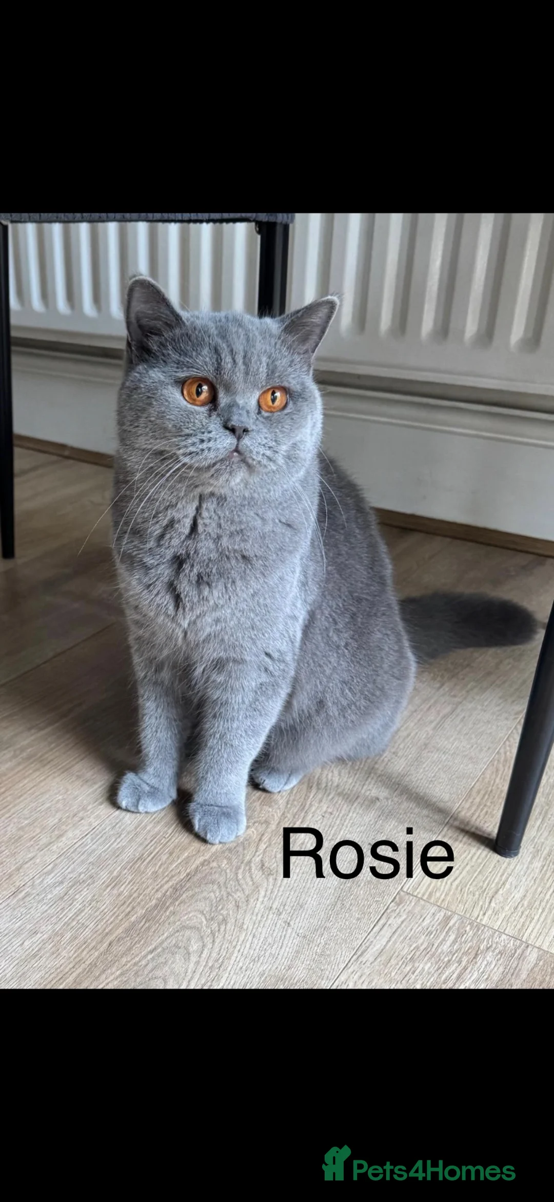 British Shorthair cats for sale: GCCF ACTIVE BSH QUEEN & 14 MONTH BABIES FOR SALE - Advert 2