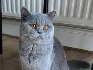 British Shorthair cats GCCF ACTIVE QUEEN & 3 GIRLS LEFT!!! - Advert 2