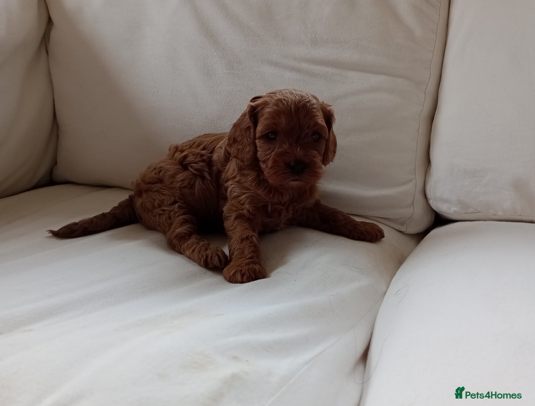 Cavapoo dogs for sale: Gorgeous Red F1 Cavapoo Puppies With H/T Parents - Image 4