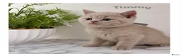 British Shorthair cats for sale: Champion bloodline BSH kittens  in Belvedere - Advert 13
