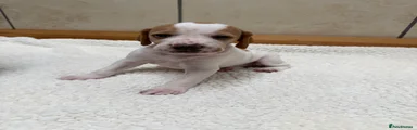 Pointer Puppy 8