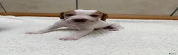 Pointer dogs for sale: Pointer pups | Working & Champion Bloodlines  - Advert 32