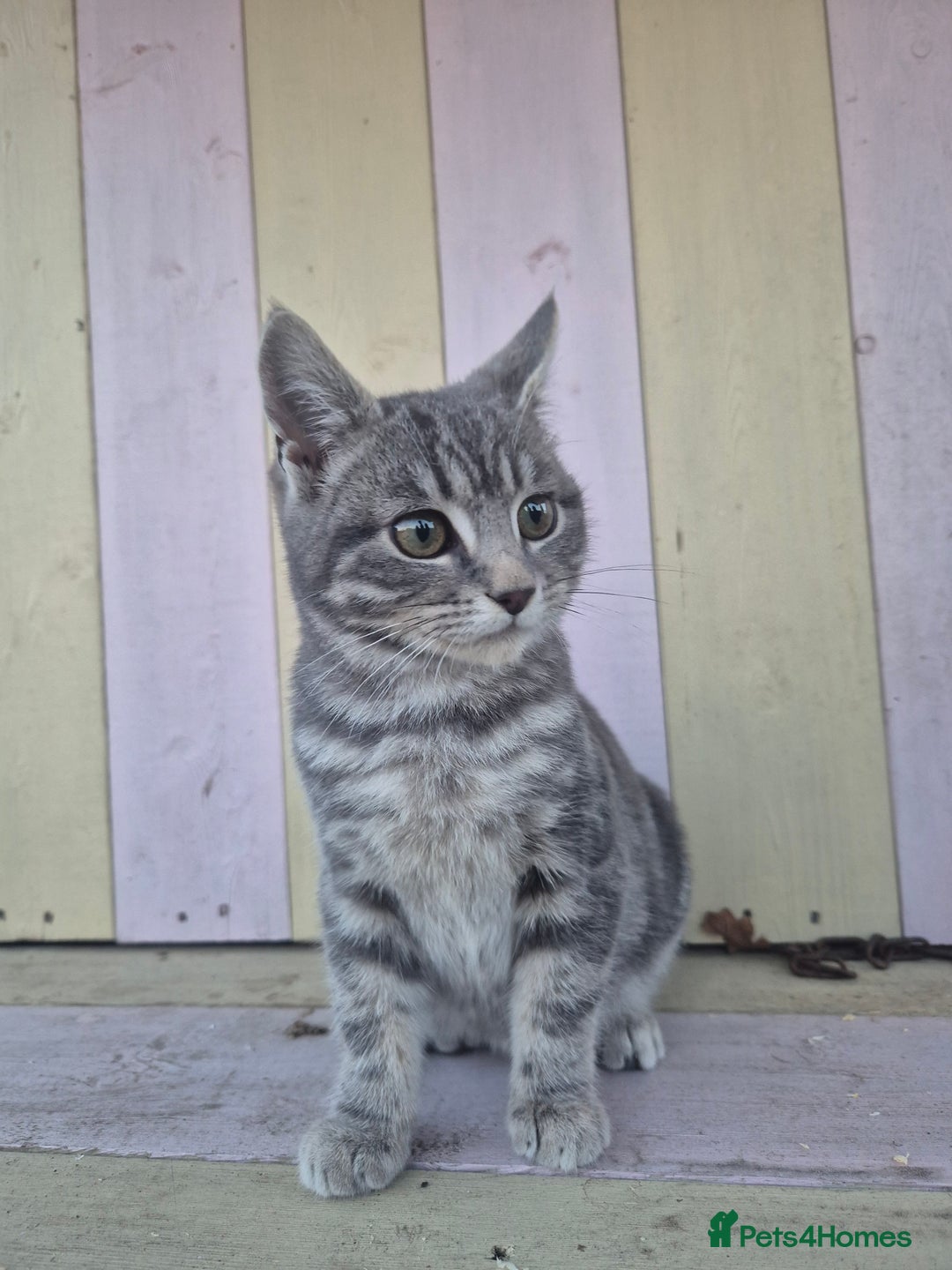 Domestic Shorthair cats for sale: 💙 Stunning boy looking for his furever home 💙 - Advert 9
