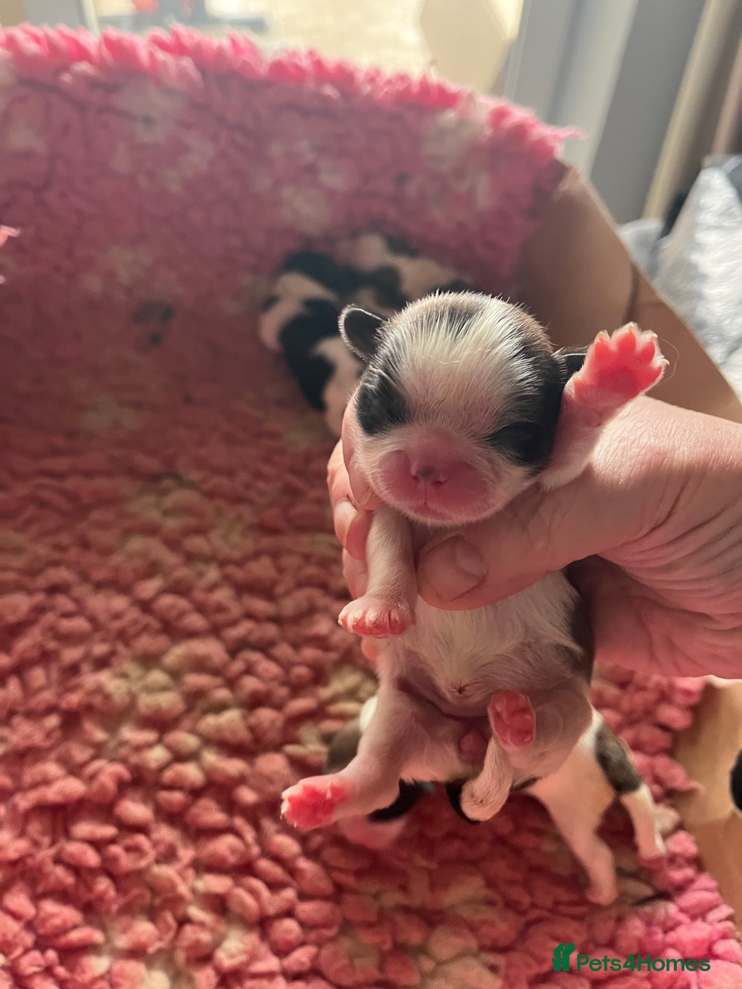 Shih Tzu dogs for sale: Shih tzu puppies  - Advert 5