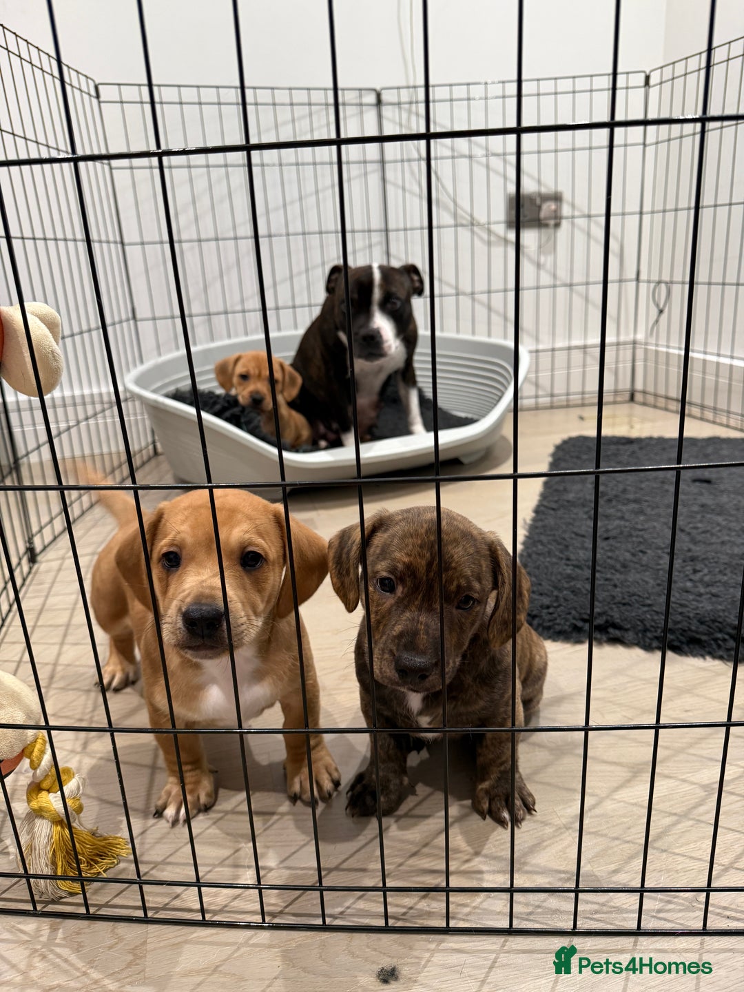 Mixed Breed dogs for sale: Ready to go …. - Advert 3