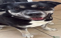 Mixed Breed dogs for sale: 1 year old male Staff/Husky looking for new home  - Image 1