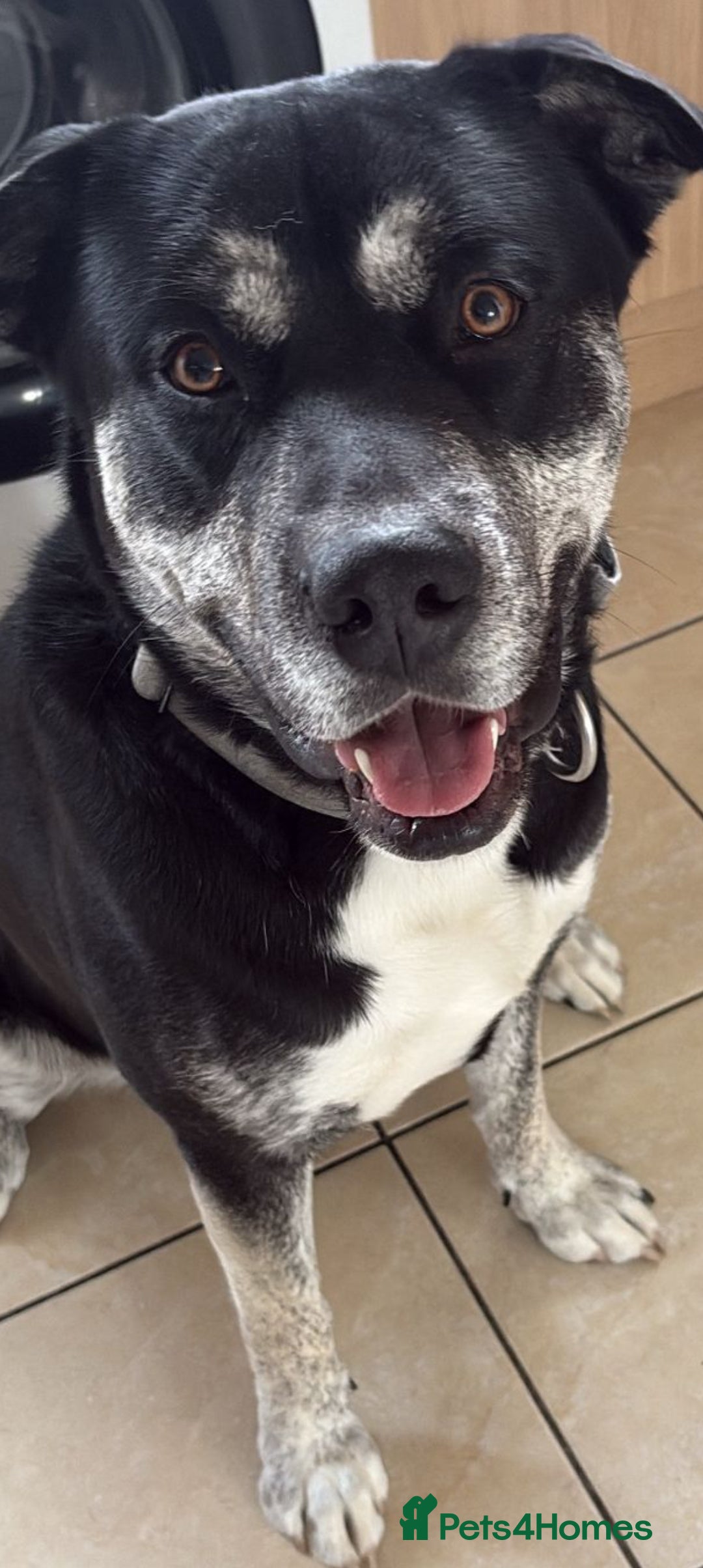 Mixed Breed dogs for sale: 1 year old male Staff/Husky looking for new home  - Image 1