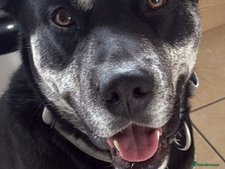 Mixed Breed dogs - Advert 5