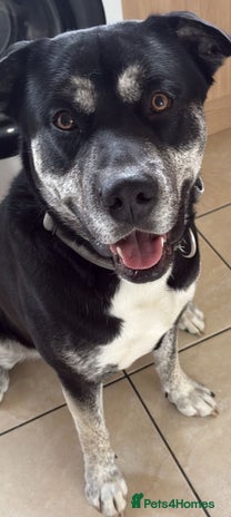 Mixed Breed dogs - Advert 1