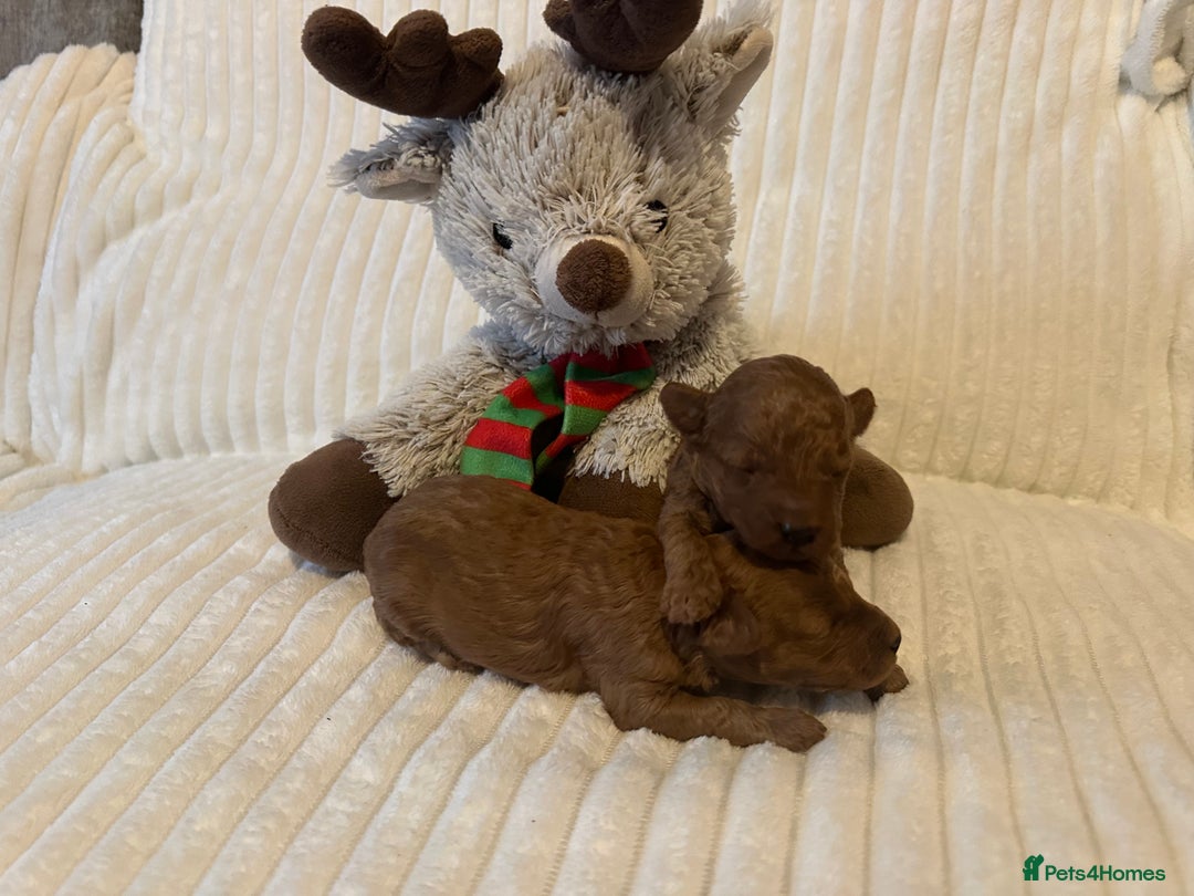Toy Poodle dogs for sale: 2 TINY BOYS LEFT kc registered deep red toy poodle - Advert 23