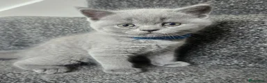British Shorthair 3