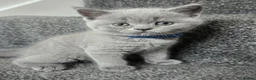 British Shorthair cats for sale: 3 little boys 🐈🐈 in Dagenham - Advert 5