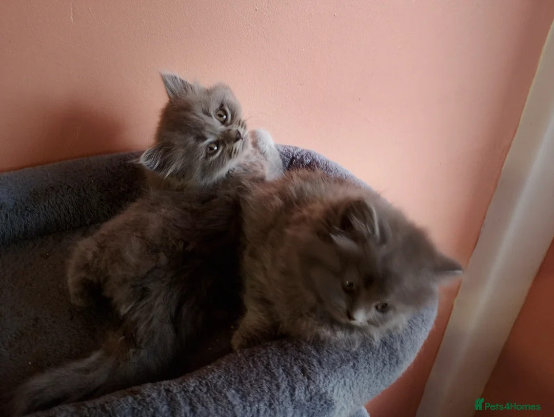 British Longhair cats for sale: BEAUTIFUL BRITISH LONGHAIR KITTENS! - Advert 4