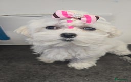 Maltese dogs for sale: 50%KOREAN KC Little Girl  - Image 1