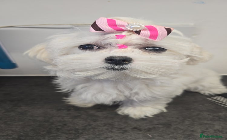 Maltese dogs - Advert 1
