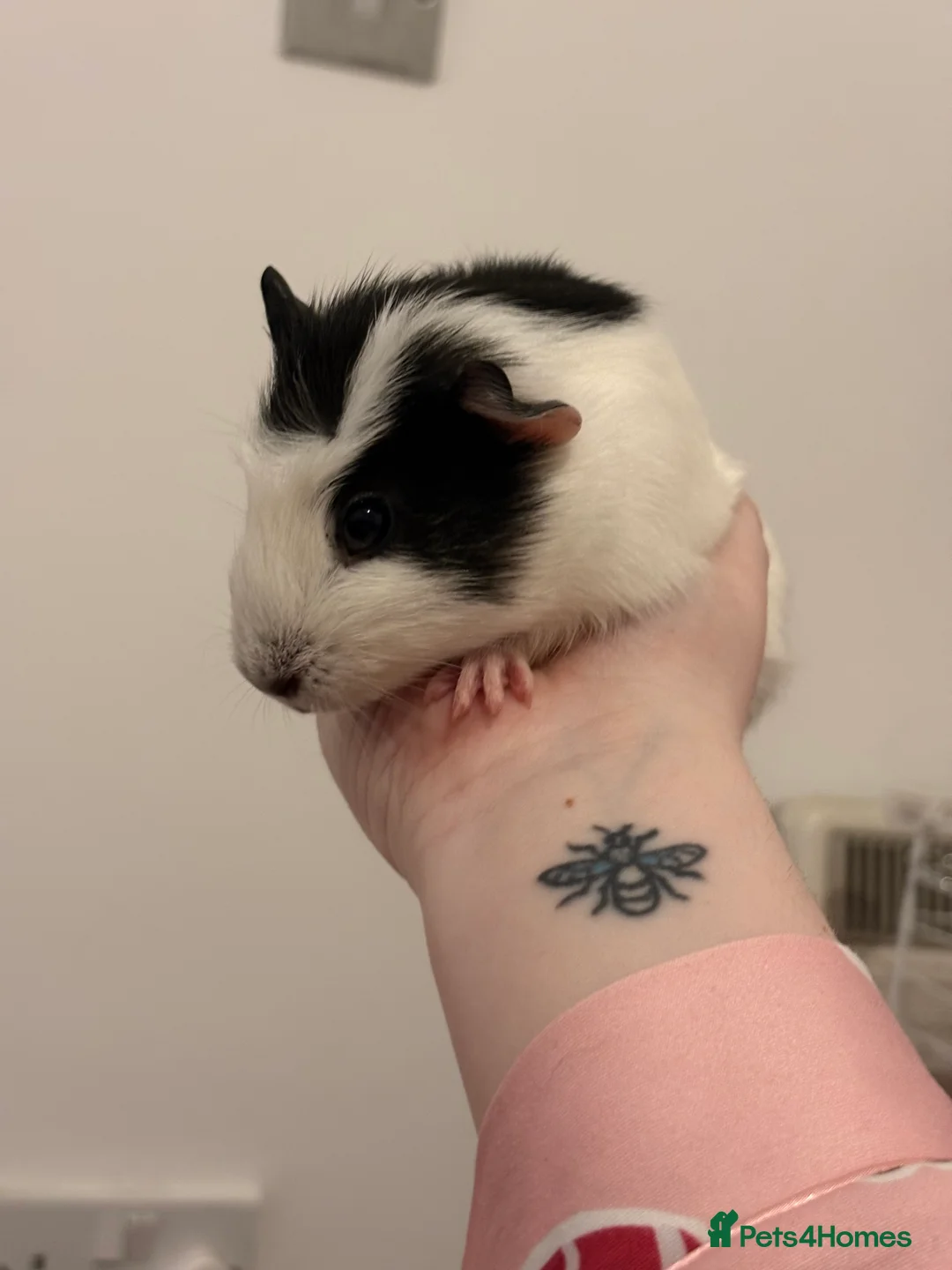 Guinea Pig rodents for sale: 6 Guinea pigs for sale  in Widnes - Advert 1