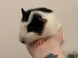 Guinea Pig rodents 6 Guinea pigs for sale in Widnes - Advert 2