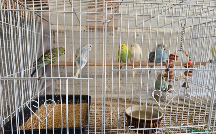 Budgerigars birds - Advert 1