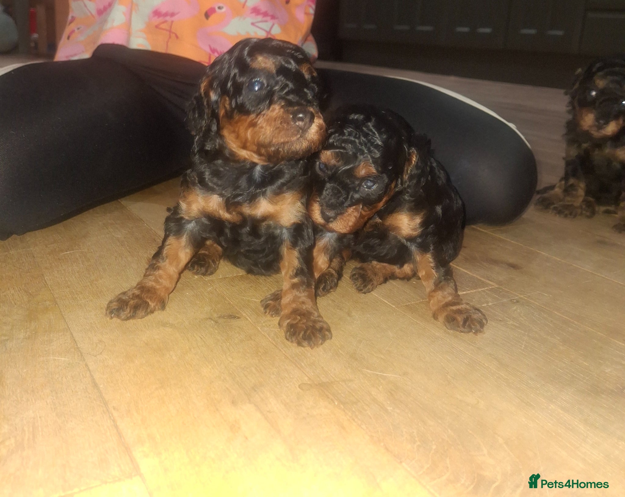 Toy Poodle dogs Stunning Phantom toy poodles  - Advert 2