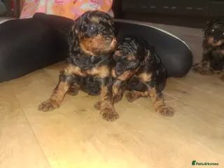 Toy Poodle dogs Stunning Phantom toy poodles - Advert 2