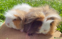 Guinea Pig rodents for sale: Swiss Guinea Pigs - Image 1
