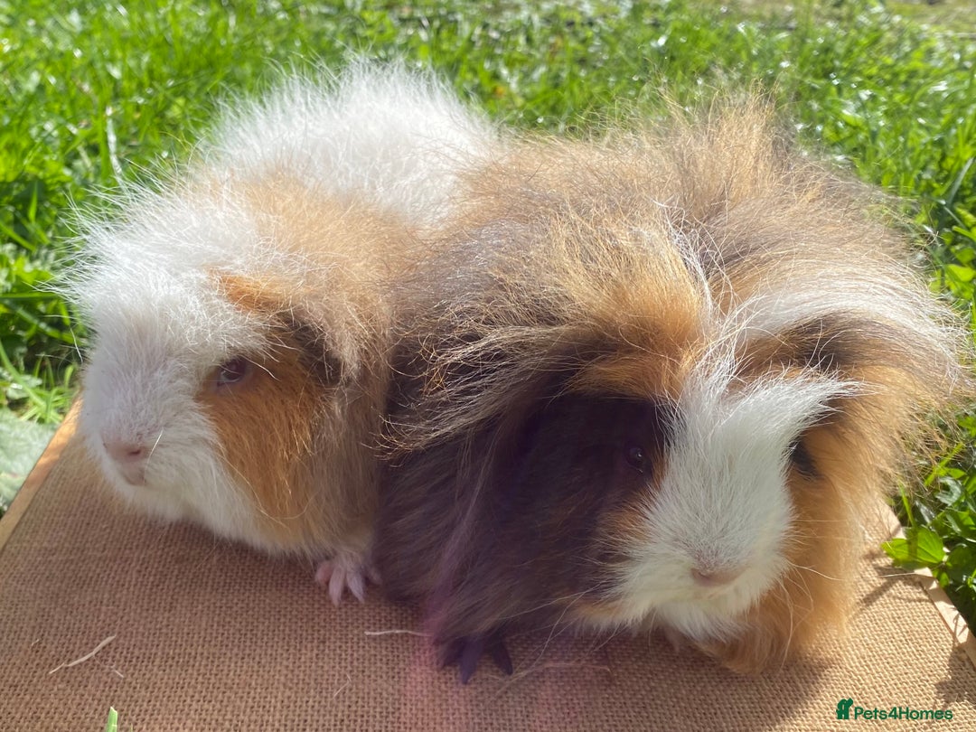 Guinea Pig rodents for sale: Swiss Guinea Pigs - Image 1