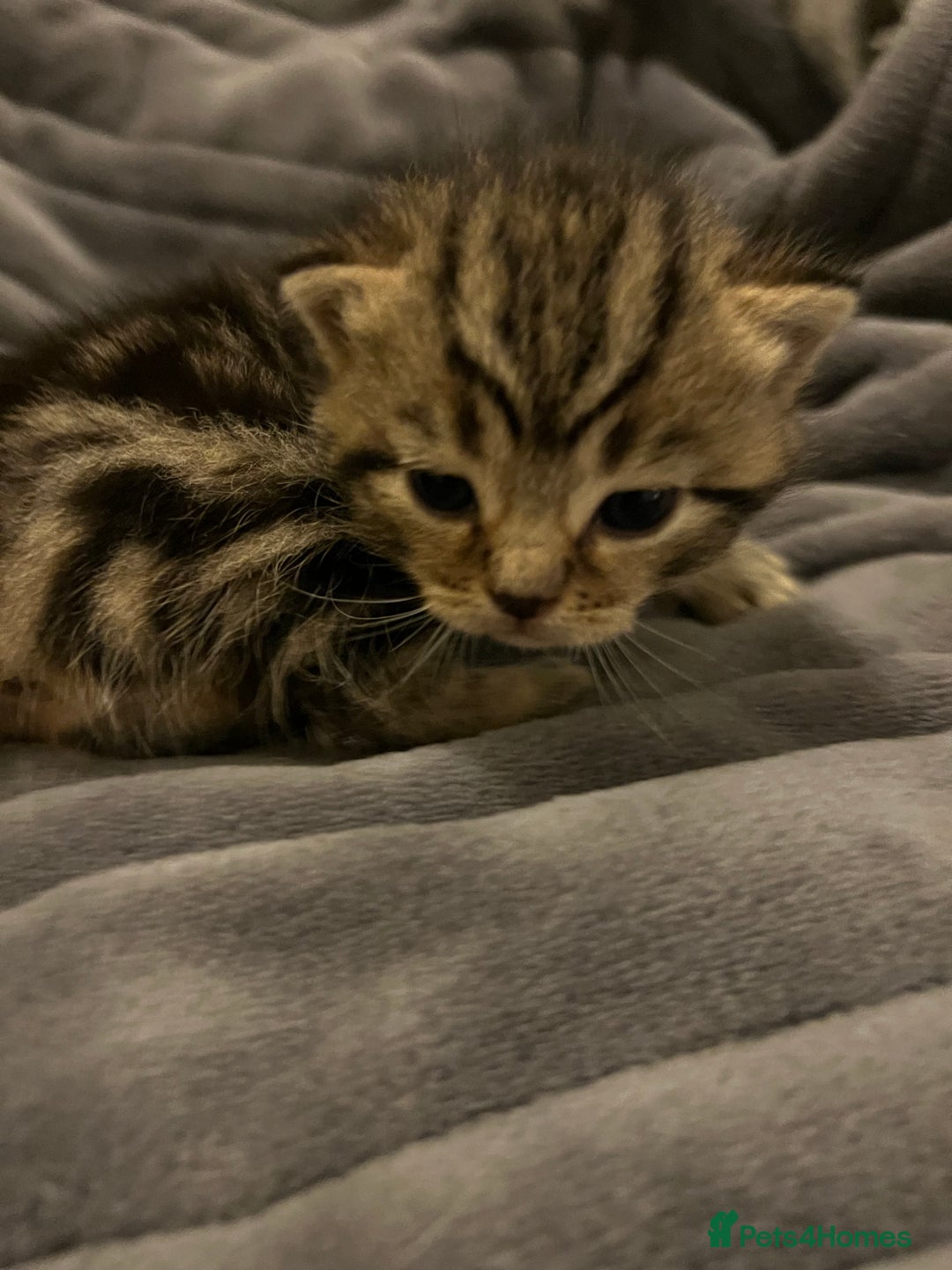 British Shorthair cats for sale: 4 Beautiful British Shorthair cross Kittens  - Image 32