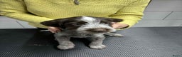 German Wirehaired Pointer dogs for sale: Stunning litter of German Wirehaired Pointers  - Advert 29