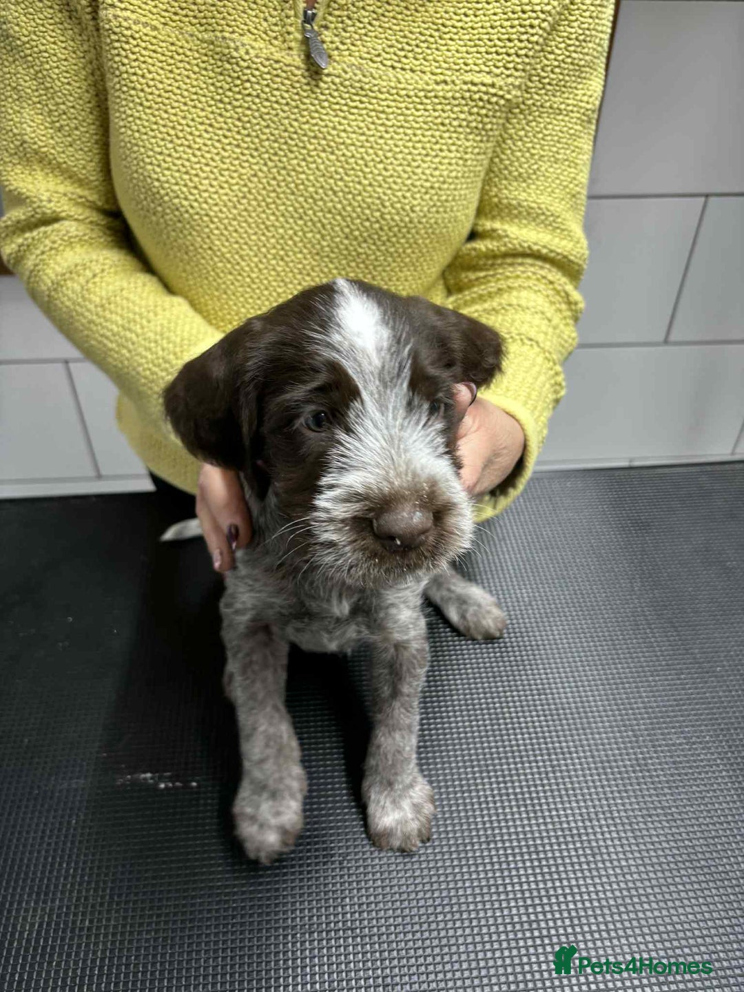 German Wirehaired Pointer dogs for sale: Stunning litter of German Wirehaired Pointers  - Advert 29