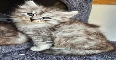 Siberian cats - Advert 16