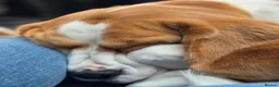 Beagle dogs for sale: Female beagle seeking sofa - Advert 6