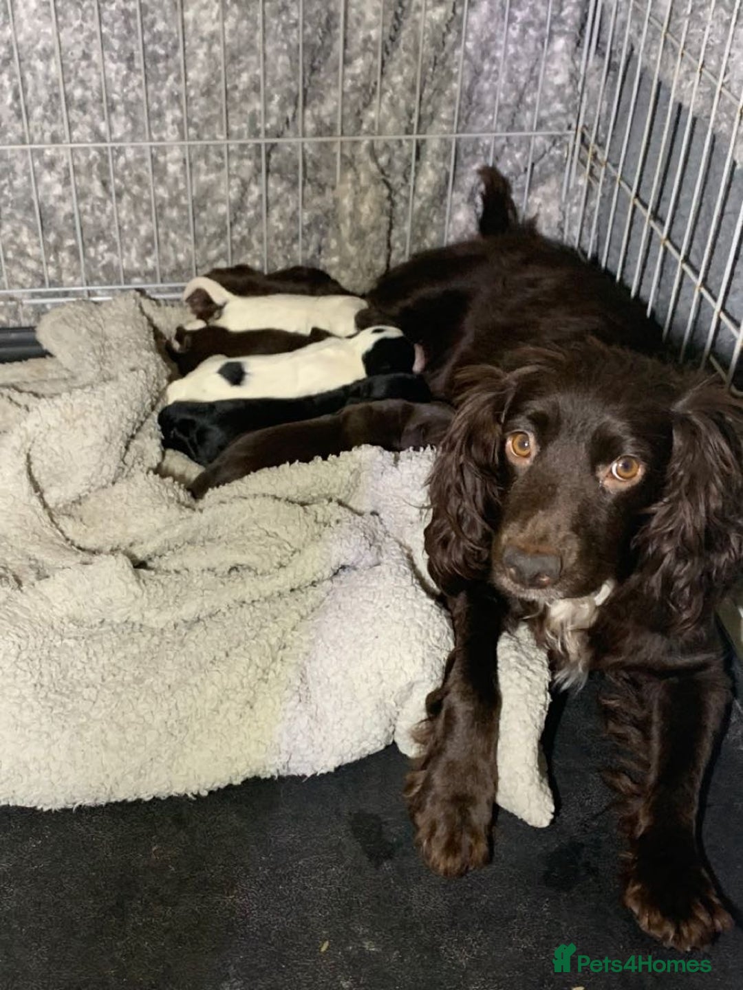 English Springer Spaniel dogs for stud: KC Registered English Springer Spaniel Stud in Bexhill-on-Sea - Advert 6