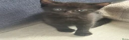 Mixed Breed cats for sale: 3 beautiful black female kittens for sale  - Advert 7