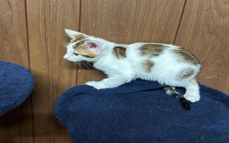 Bengal cats for sale: ​​Bengal X Ragdoll Mix Kittens - Ready to go! - Image 17