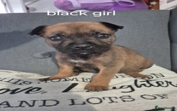 Mixed Breed dogs for sale: German shepard cross American bulldogs - Image 2