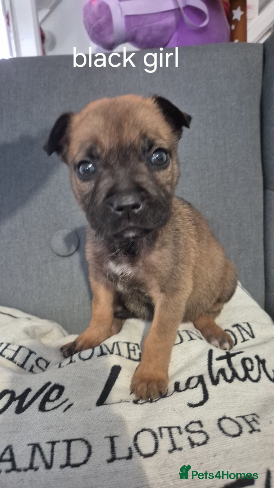 Mixed Breed dogs for sale: German shepard cross American bulldogs - Image 2