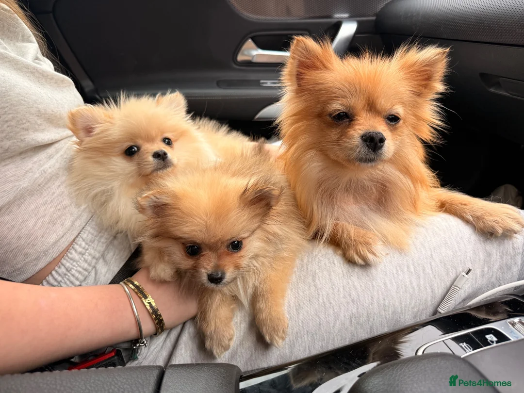 Pomeranian dogs for sale: 2 fluffy Pomeranians for sale  - Advert 2