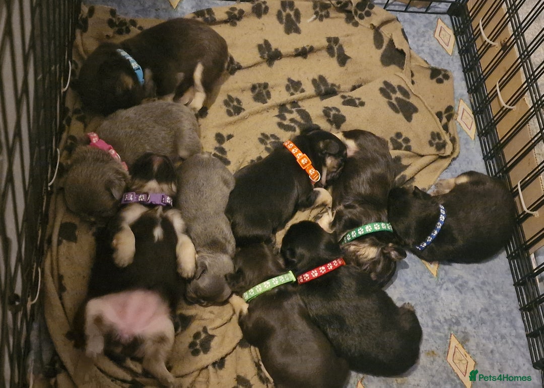 French Bulldog dogs for sale: Fluffy french bulldog puppies - Image 24