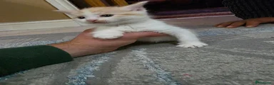Mixed Breed 2