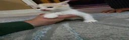 Mixed Breed cats for sale: Beautiful Mixed-Breed Kittens – 5 Weeks Old  in Rotherham - Advert 2
