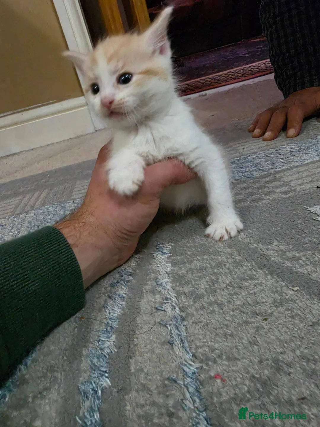 Mixed Breed cats for sale: Beautiful Mixed-Breed Kittens – 5 Weeks Old  in Rotherham - Advert 2