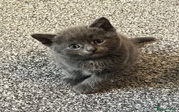 Ragdoll cats for sale: Calico kittens  - Image 8