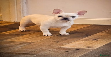 French Bulldog dogs - Advert 15