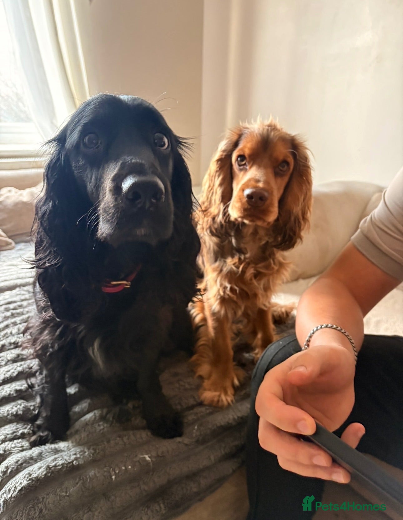 Cocker Spaniel dogs Beautiful litter of cocker spaniel puppies - Advert 15