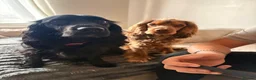 Cocker Spaniel dogs for sale: Beautiful litter of cocker spaniel puppies - Advert 1