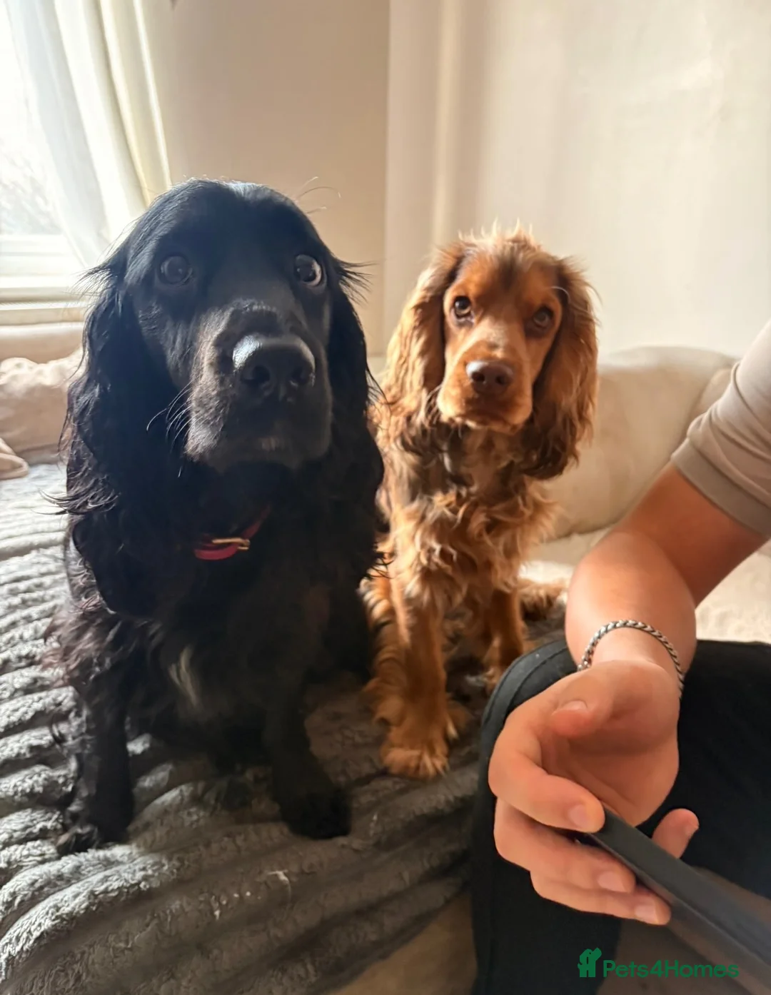 Cocker Spaniel dogs for sale: Beautiful litter of cocker spaniel puppies - Advert 1